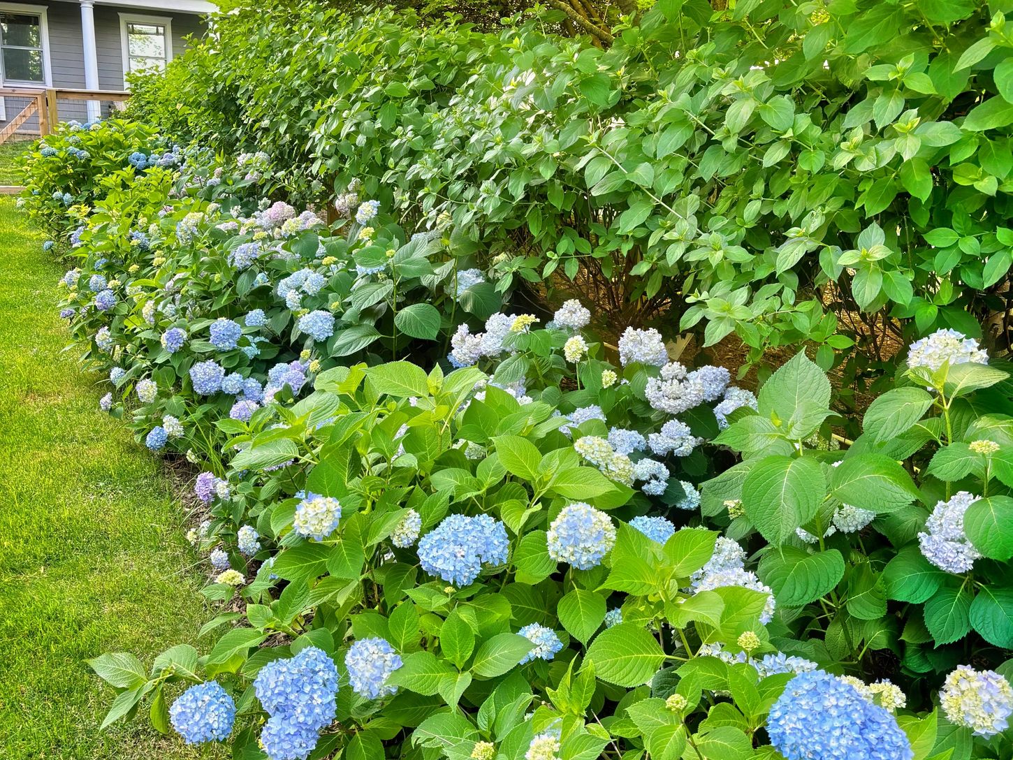  Hydrangeas by the Pool