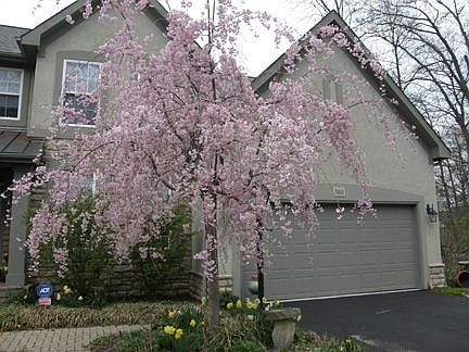 1st image of 7003 Hawksbeard Dr