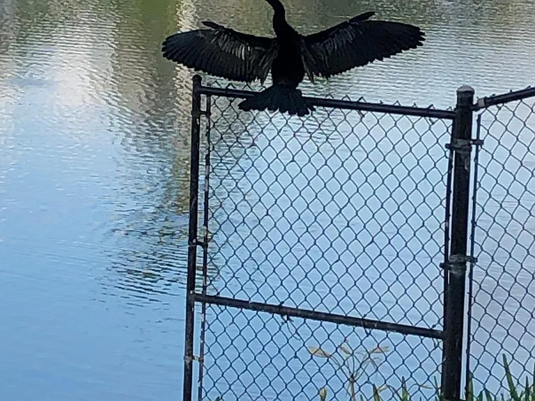 Anhinga. drying his wings