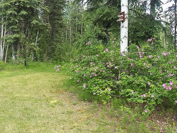 Wild Roses