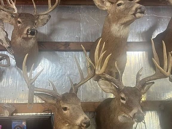 Deer Heads 2 Lawrenceville Il 63