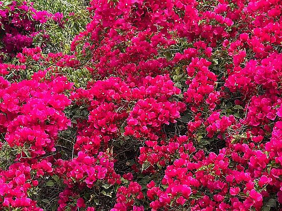 Flowing bougainvilleas 