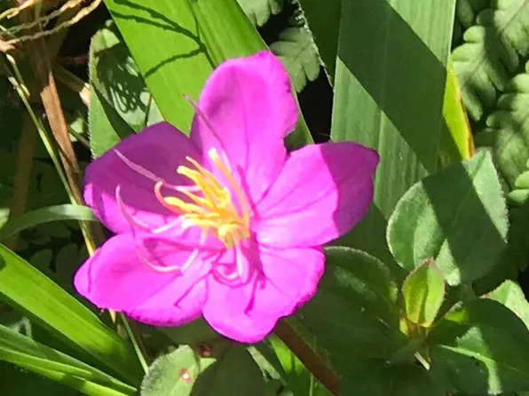 Road 4 Kea #Io, Kurtistown, HI 96760