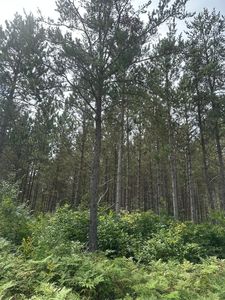 Lee Rd Lot 4, Tomahawk, WI, 54487
