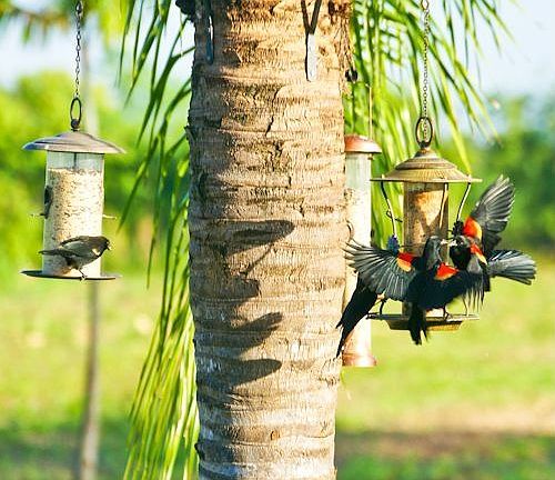 Red Winged blackbirds.
