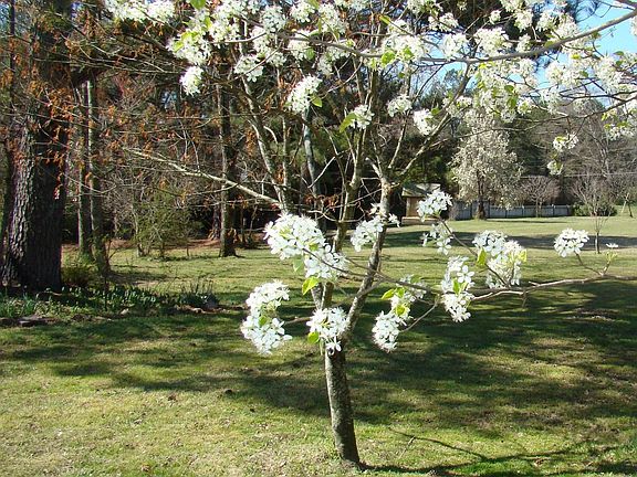 Front yard in spring