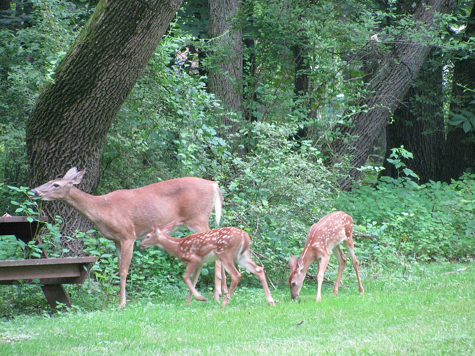 summer visitors