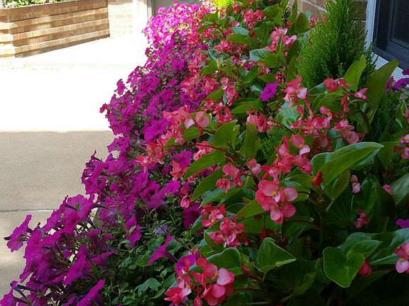 Beautiful professional landscaping