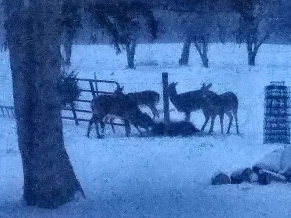 Whitetail 120' from house