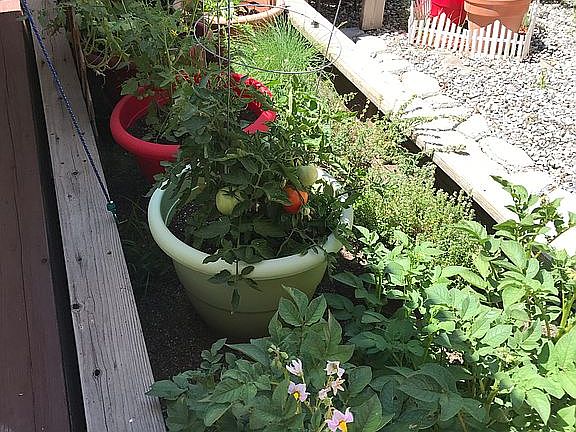 Veggie and Herbs garden 