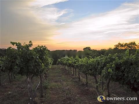 Sunset over Vineyard