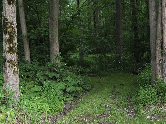 Trail leading thru woods