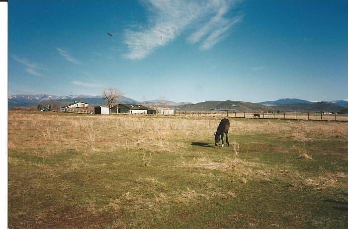 Plenty of pastureland