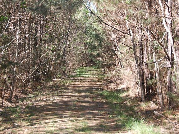Road through pine plantation