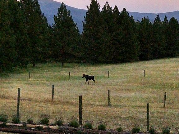 Little Bull