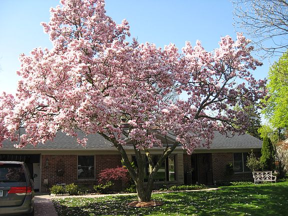 Magnolia in front 