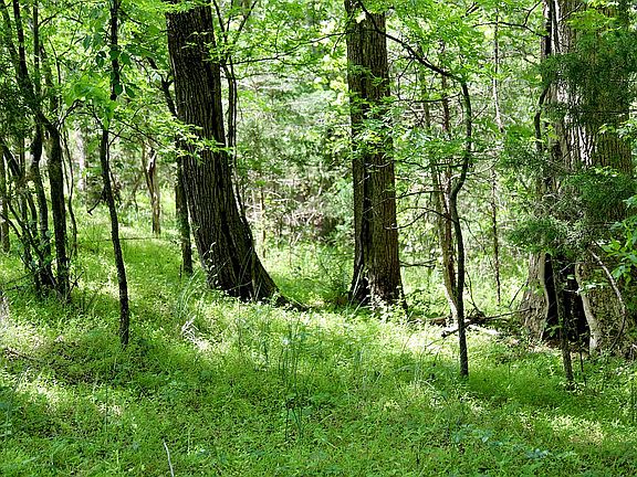 Mature Hardwoods