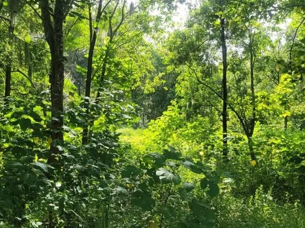 SE Front Rd Lot 7, Belleview, FL 34420