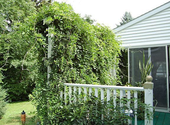 Wisteria Draped Deck