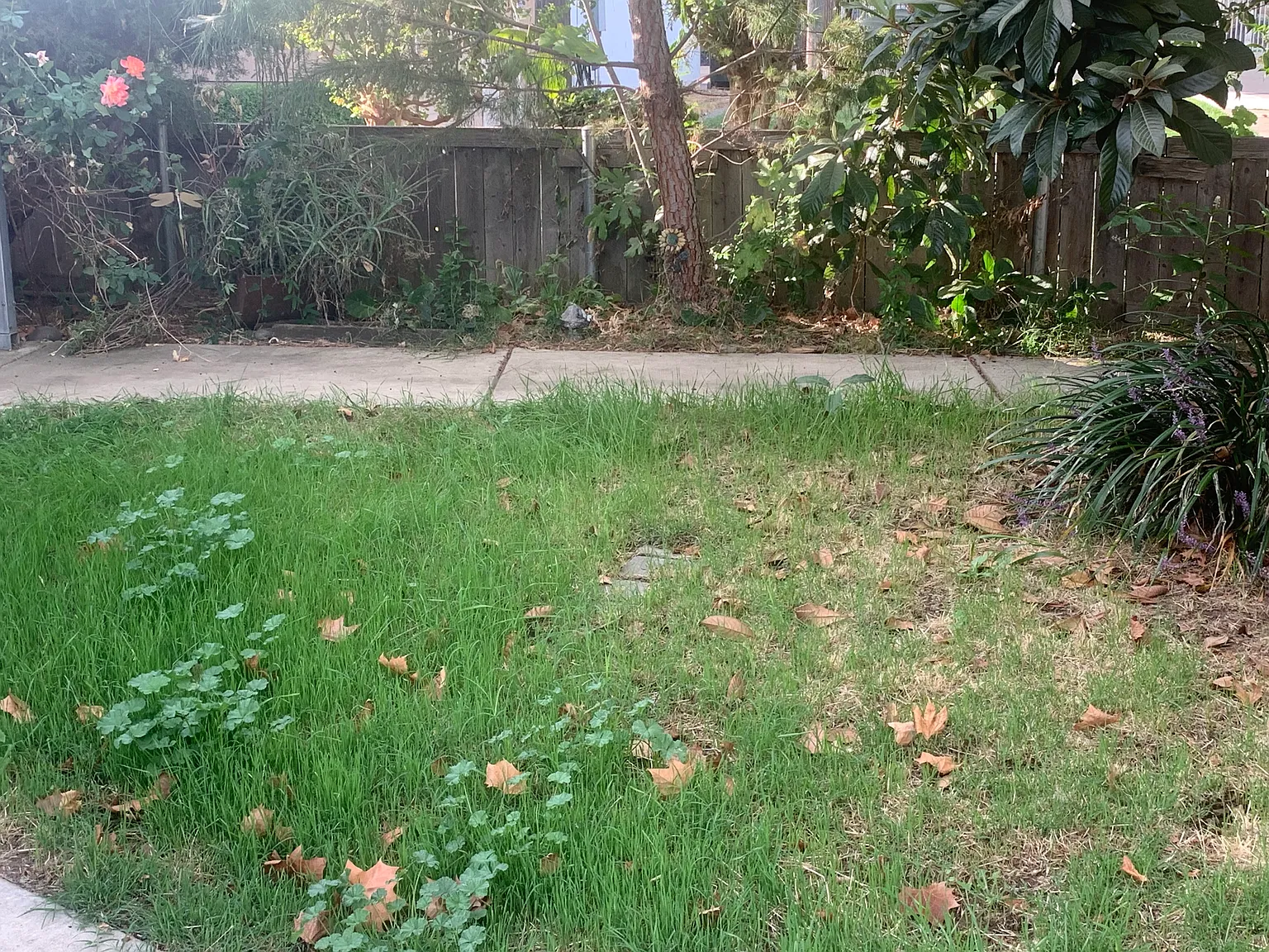 3 bed, 850 sqft, $2,150 — Photo 4