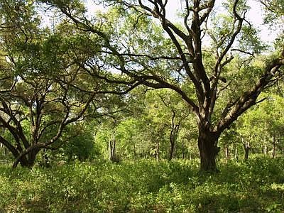 Deed Restricted 12.65 Acres in Ranch Community!  Beautiful Hardwoods!