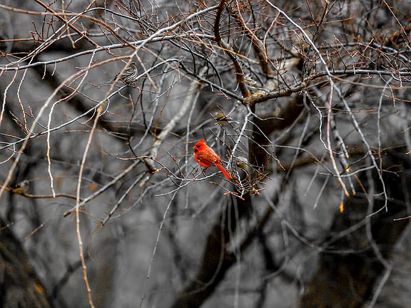 Year Round Cardinals