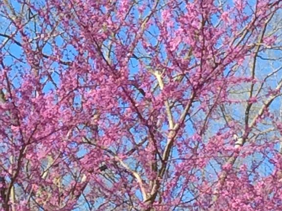 RED BUD TREE