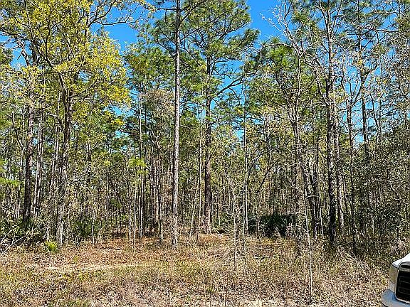 Beautiful Sandhill Habitat