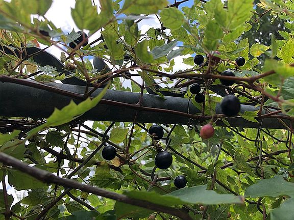Mature muscadine grape vine