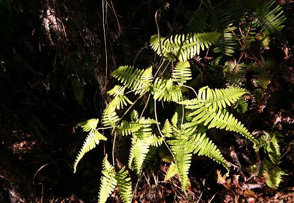 5th image of Kekoanui St Lot 3