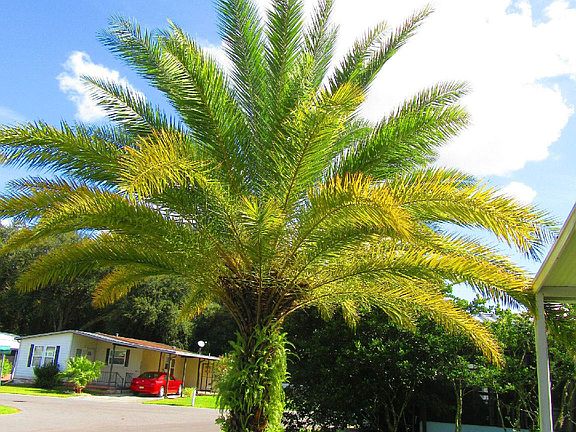 Beautiful Palm Tree in Front Yard
