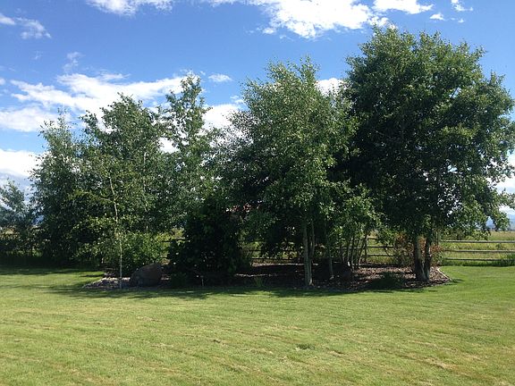 Variety of mature trees