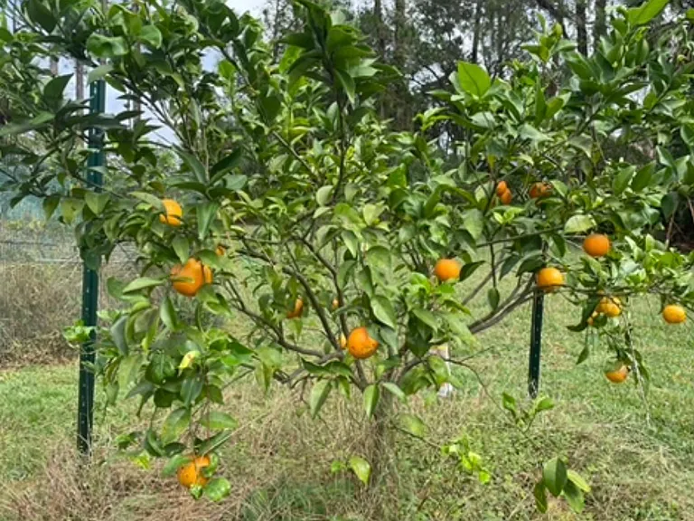 backyard orange (late fall)