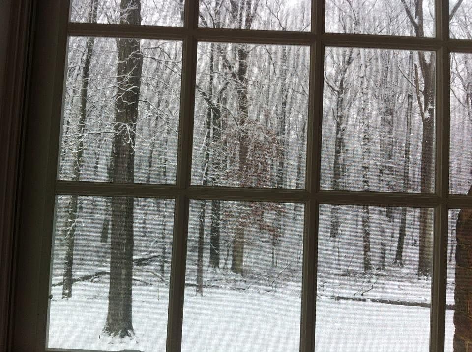 Back yard