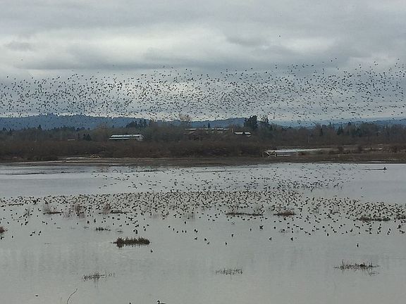 Migrating geese 