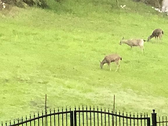 Gated entry to main house