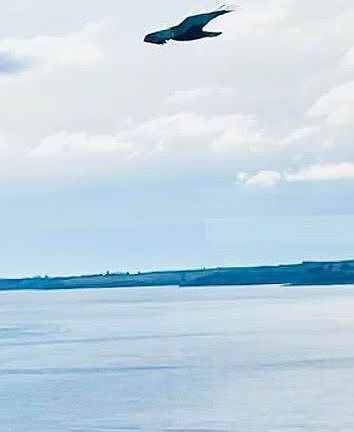 Bald Eagle fly-by!