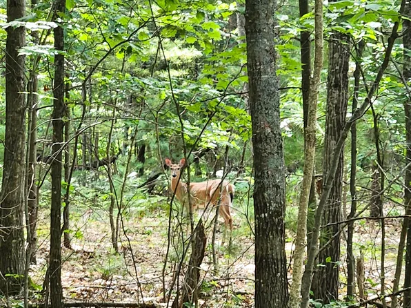 Needles & Pipeline Rds, Indian River, MI 49749