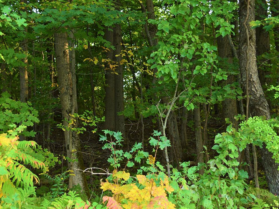 2nd image of 0 JOHNNYCAKE Road