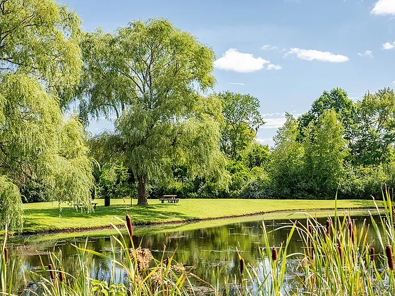 Views of pond