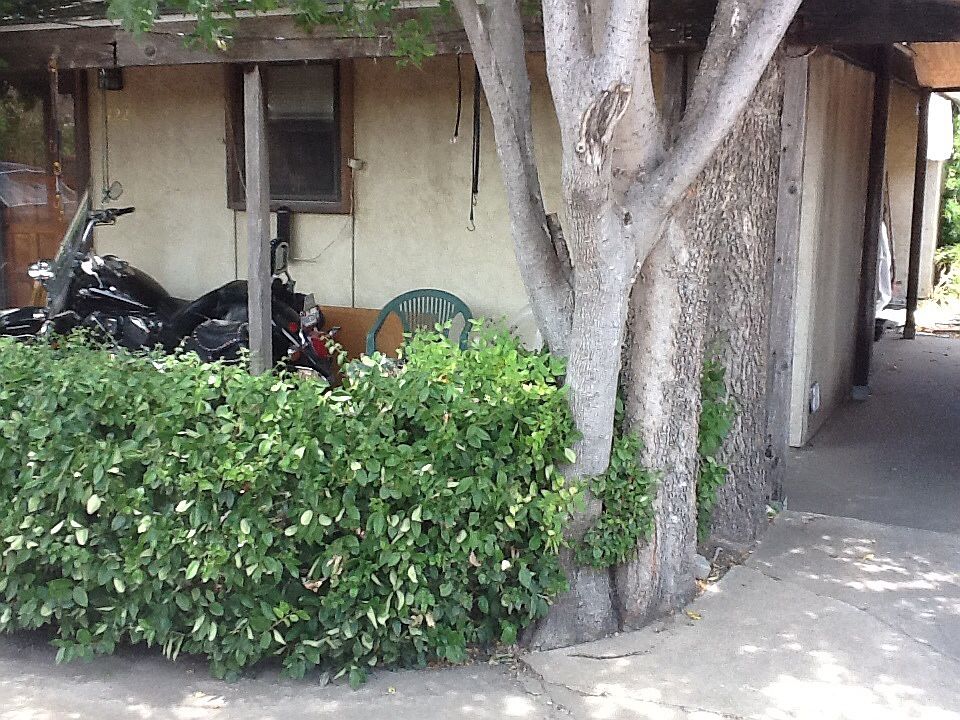 Bushes removed