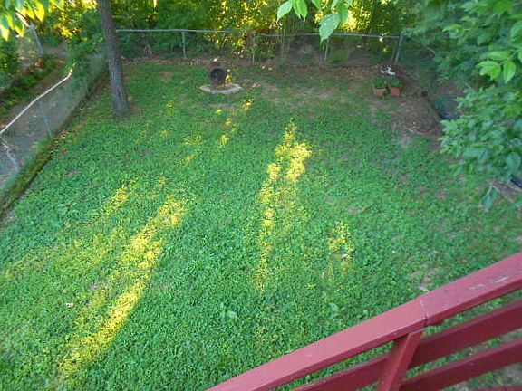 fenced back yard
