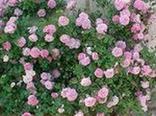 13 Farm Rd, Los Altos, CA 94024