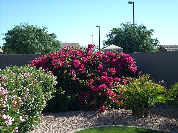 Bougainvillea surrounds home