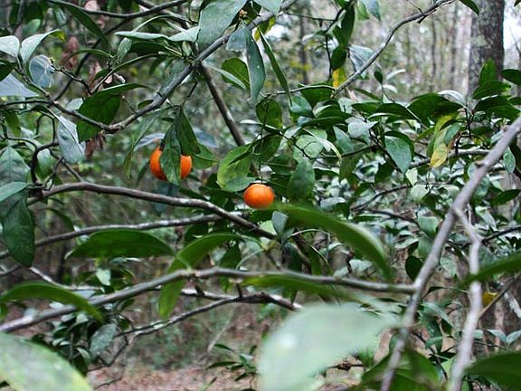 Satsuma Tree (oranges)