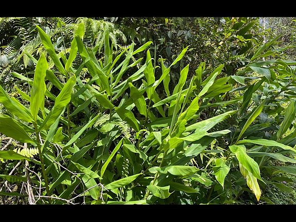 2nd image of Tangerine Dr Lot 72
