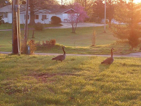 Front Side View of Yard