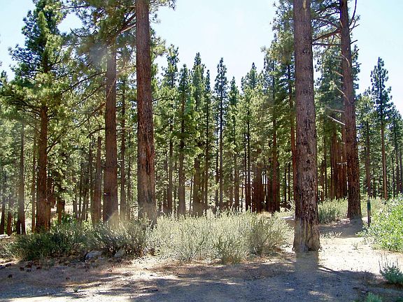 One of the last lots w/trees