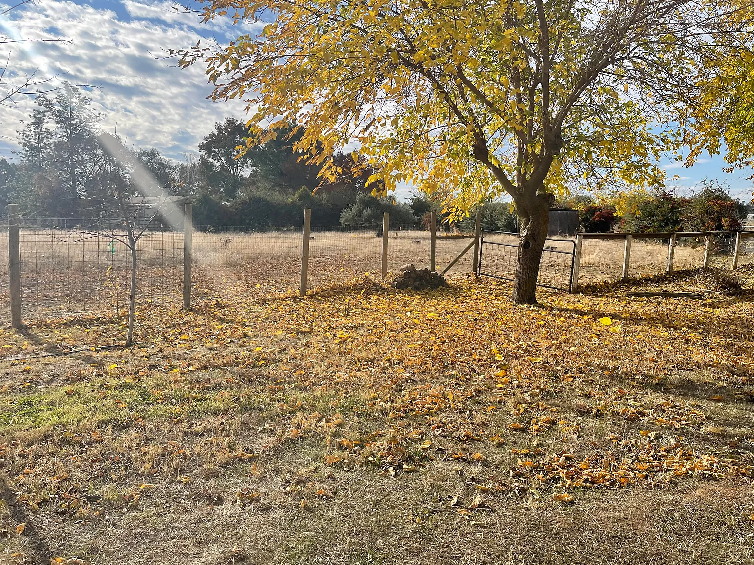 3 bed, 1212 sqft, $2,995 — Photo 4