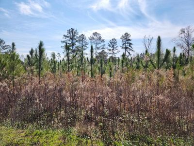 NW Azalea St Lot 15, Bristol, FL, 32321